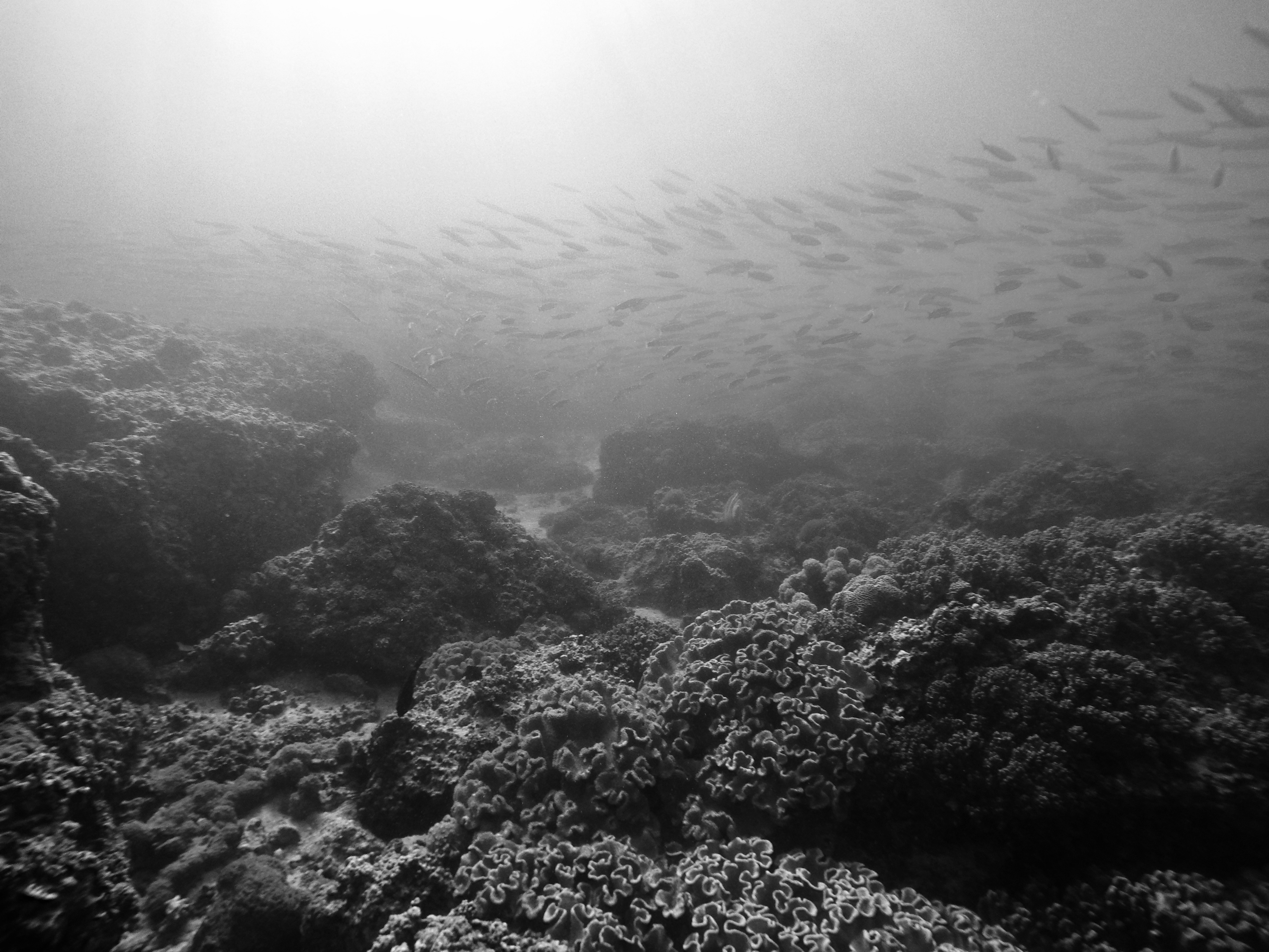 This image has an empty alt attribute; its file name is gopr3683-1.jpeg