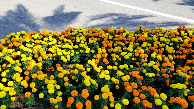 This image has an empty alt attribute; its file name is wp-1577453381407.jpg